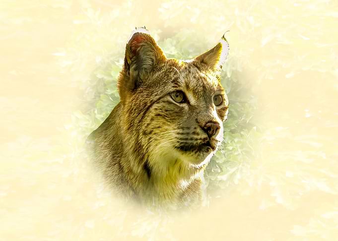 Lynx Portrait in Soft Light