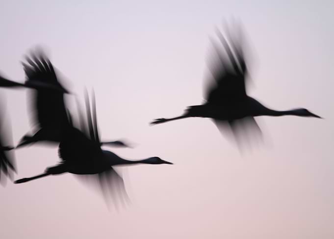 Cranes in flight silhouette