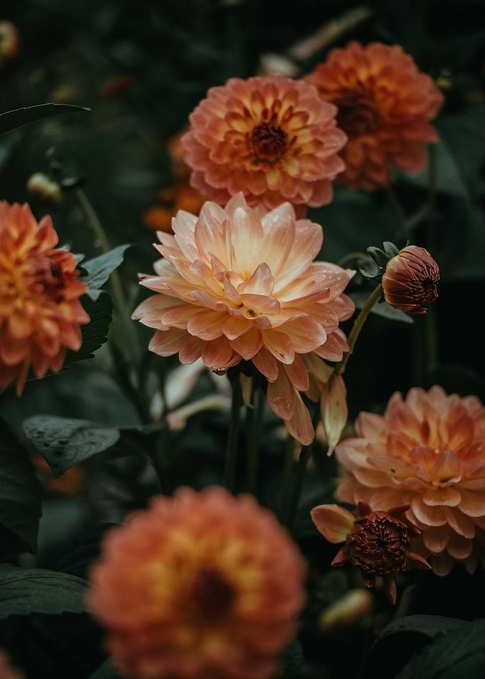 Peach and Orange Dahlia Flowers