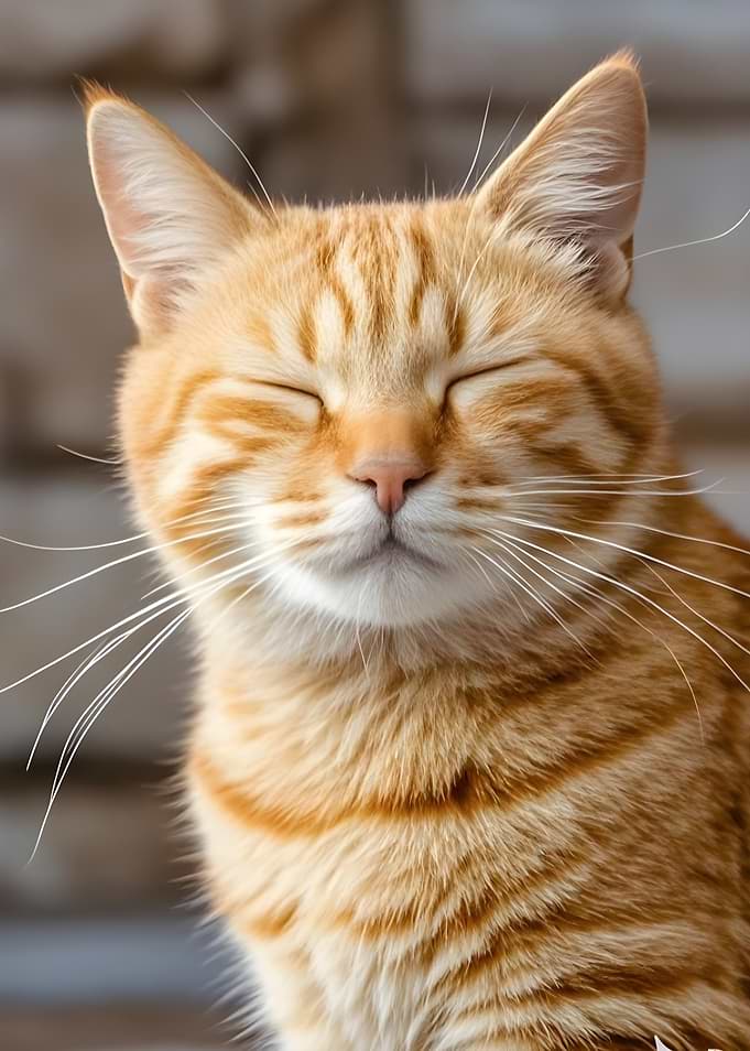 Contented Ginger Cat Portrait