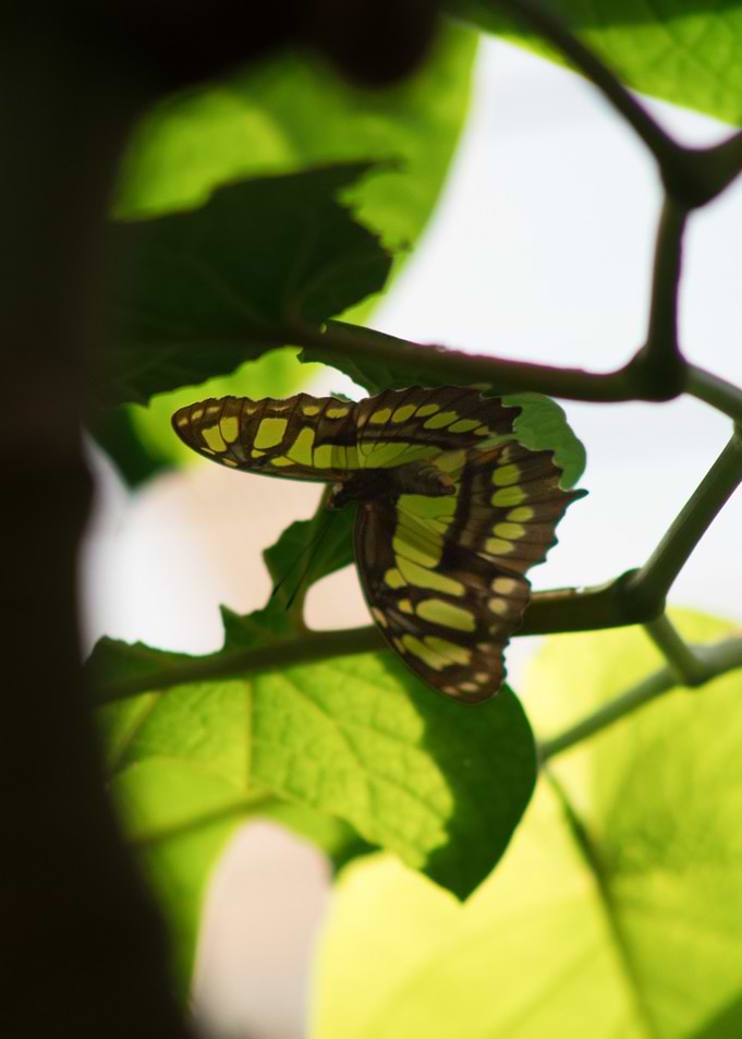Butterfly on Green Leaves