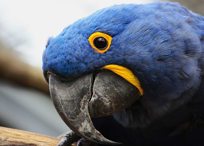 Close-up of a Blue Hyacinth Macaw