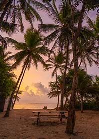 Tropical Beach Sunset with Palm Trees