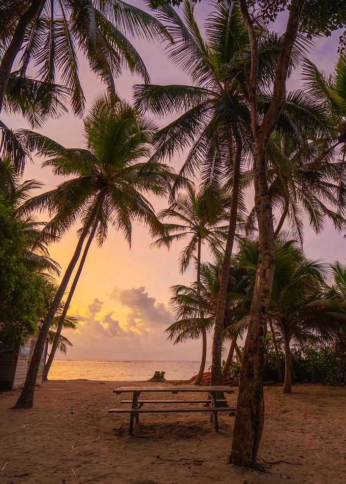Tropical Beach Sunset with Palm Trees