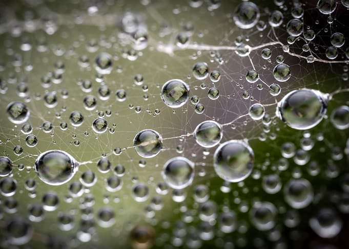 Dew Drops on Spider Web