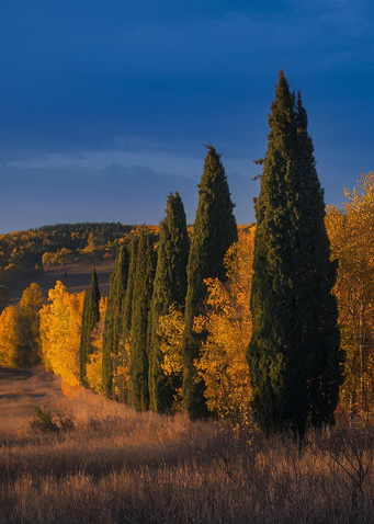 Autumn Landscape with Cypress Trees