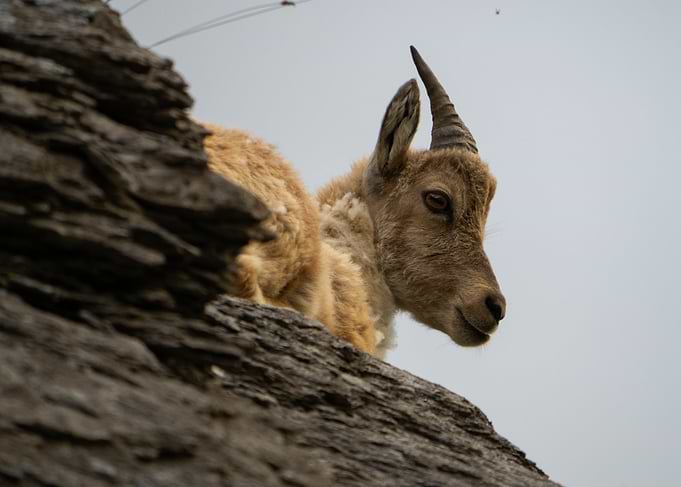 Alpine Ibex Portrait on Rocky Terrain