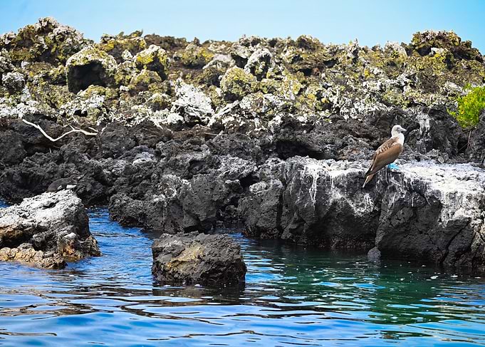 Blue-Footed Booby & Galapagos Pinguin