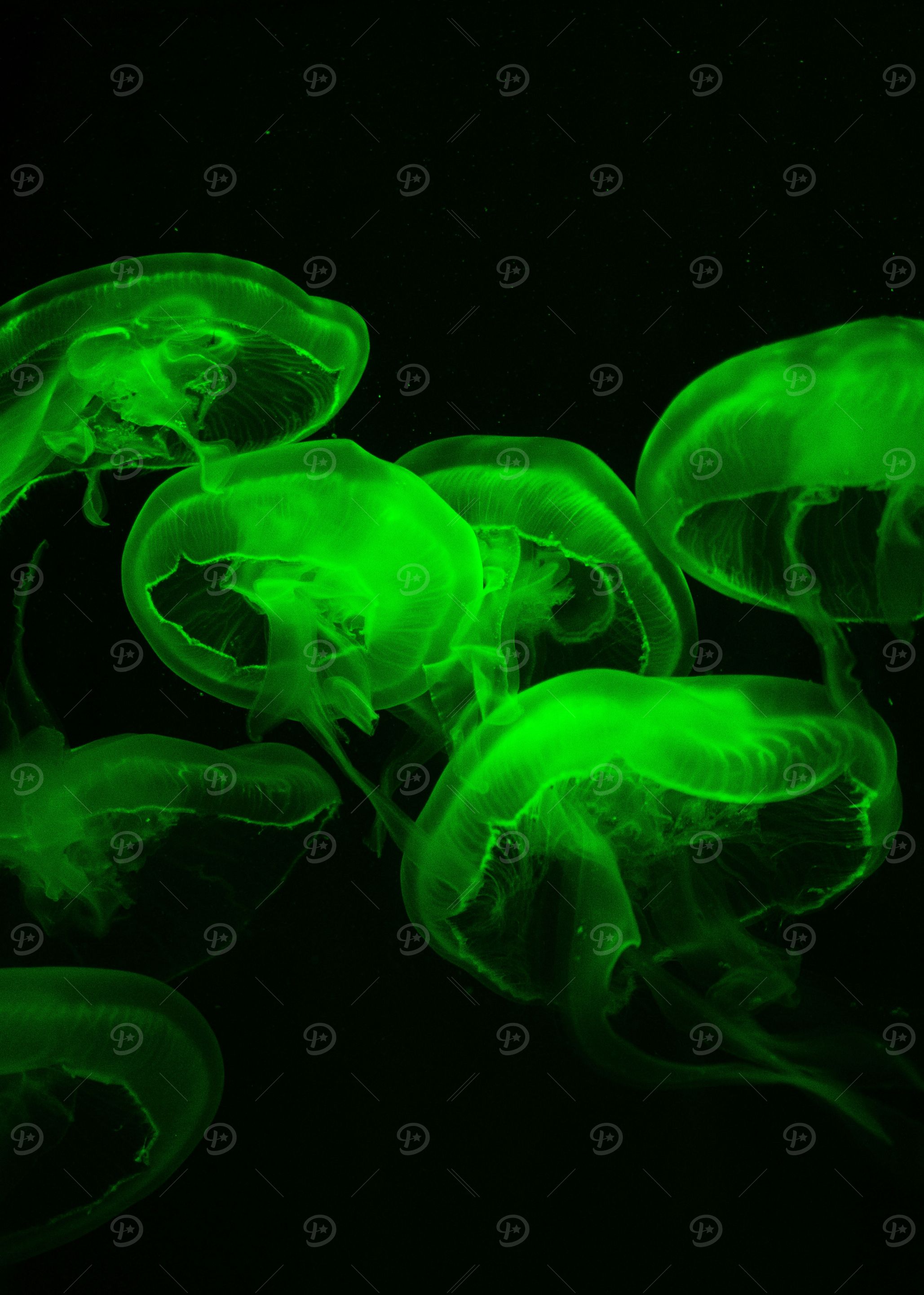 Glowing Green Jellyfish