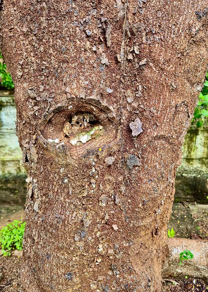 Tree Trunk Close-Up with Knot Hole