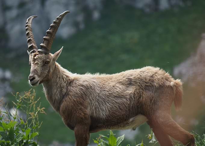 Majestic Ibex in Natural Habitat