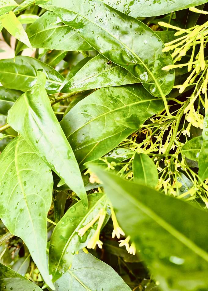 Green Leaves and Flowers with Water Droplets