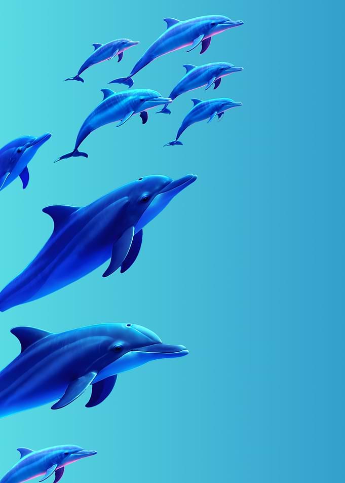 Dolphins swimming in blue water