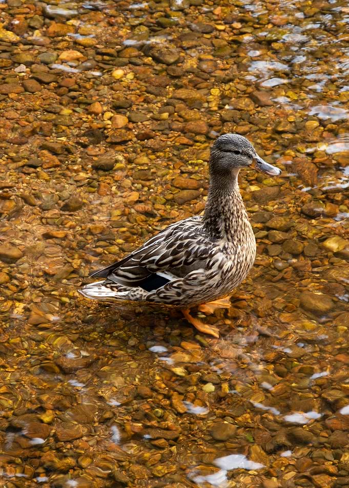 Duck