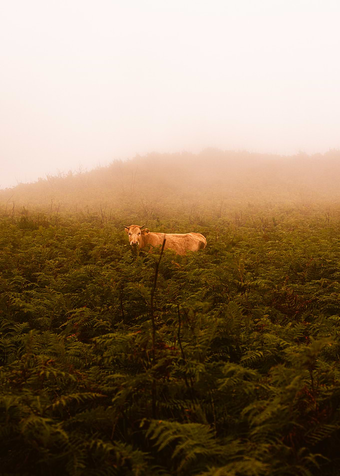 Cow in a Fern Field