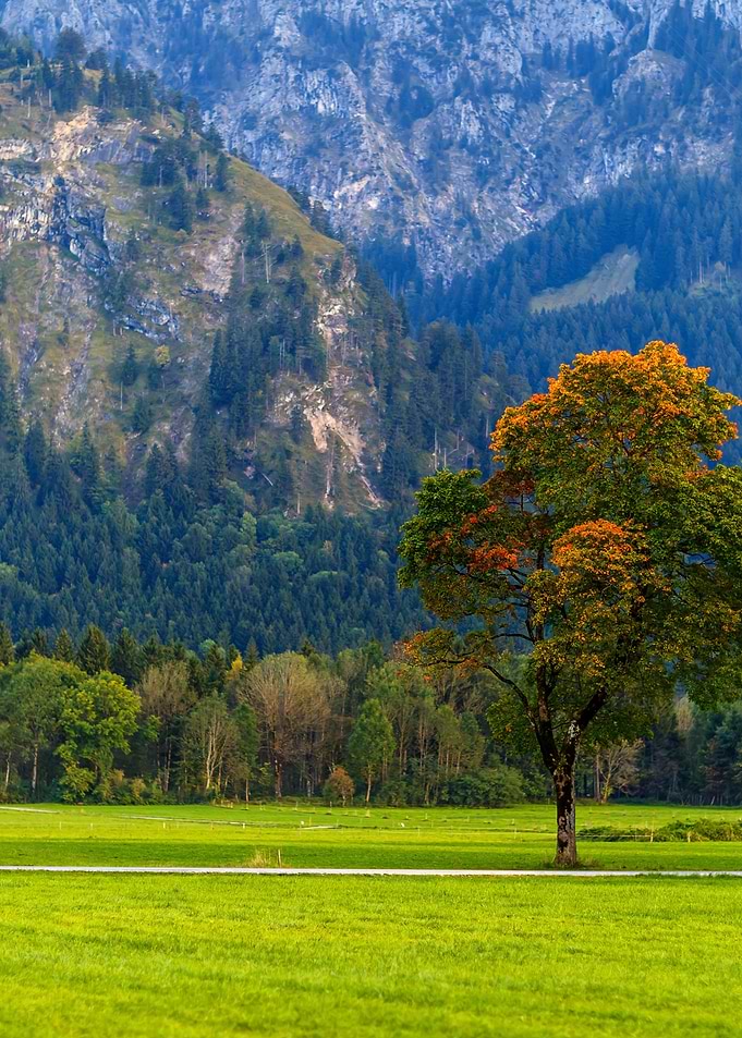 Autumn Tree in Mountain Landscape