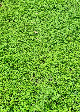 Dense Green Ground Cover