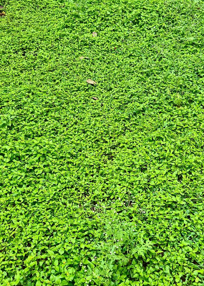 Dense Green Ground Cover