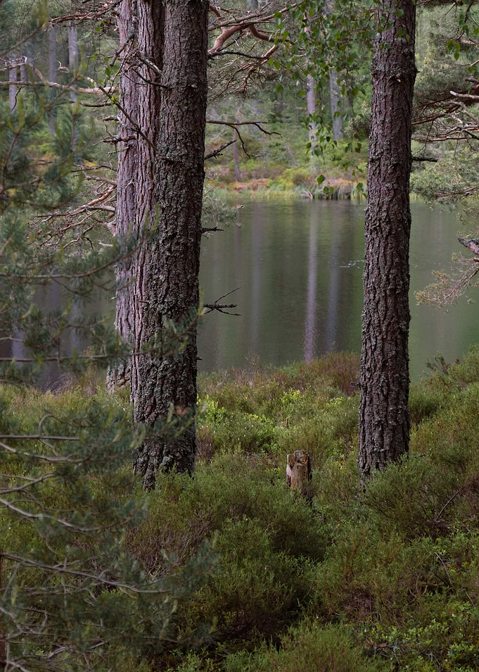 Lake view