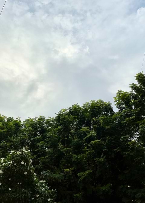 Trees and Cloudy Sky
