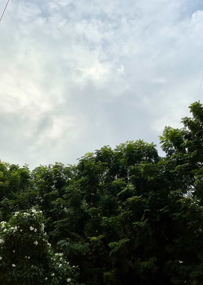 Trees and Cloudy Sky