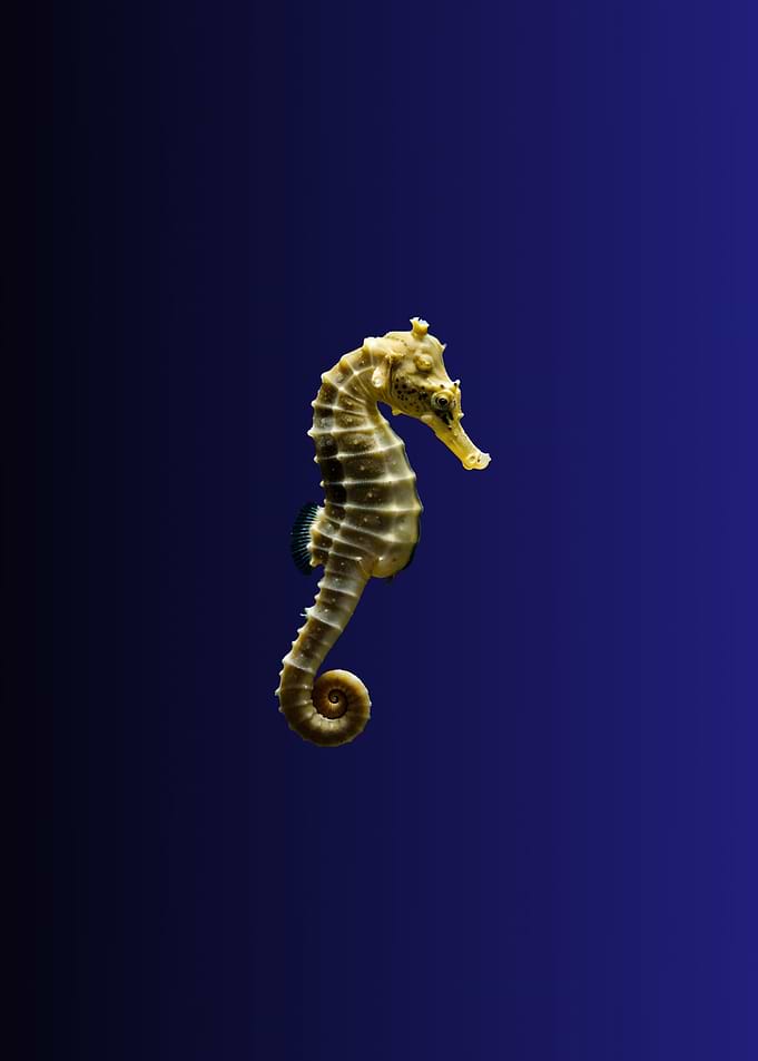 Seahorse on Dark Blue Background