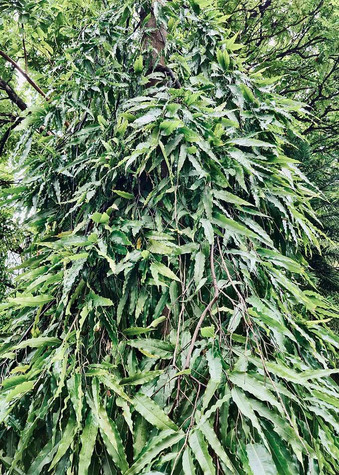 Green foliage on a tree trunk