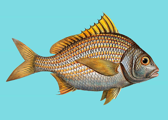 Vintage Fish Illustration on Blue Background