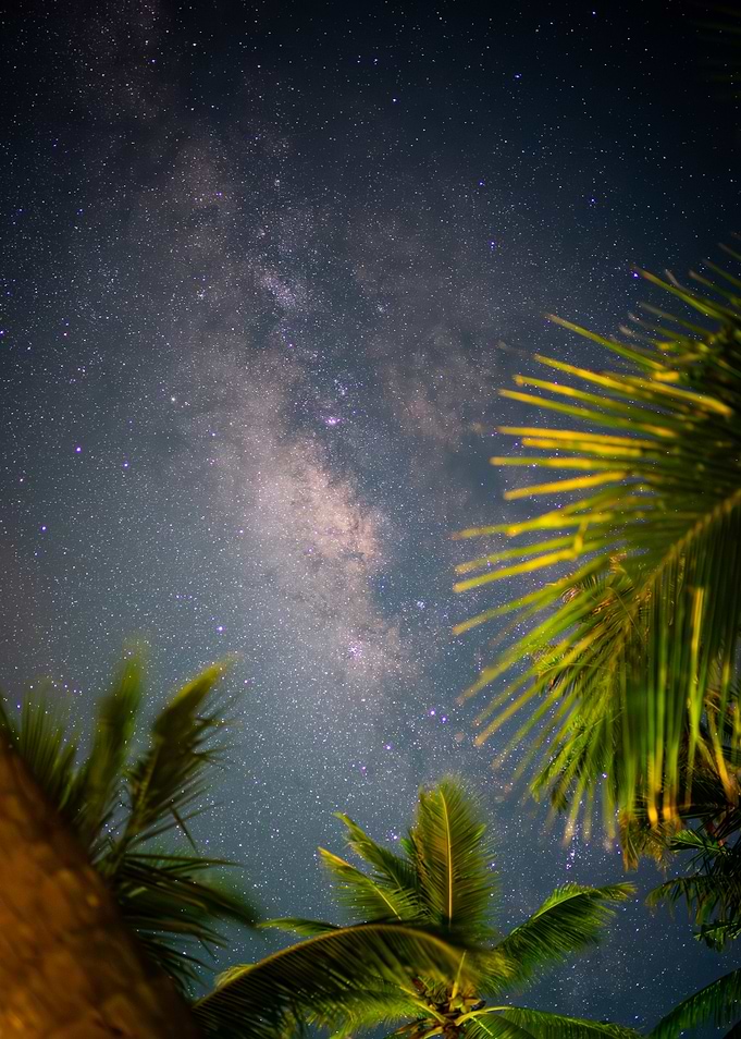 Milky Way over Palm Trees