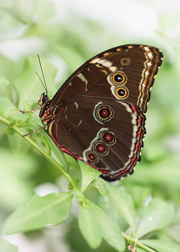 Brown Butterfly on Green Leaves