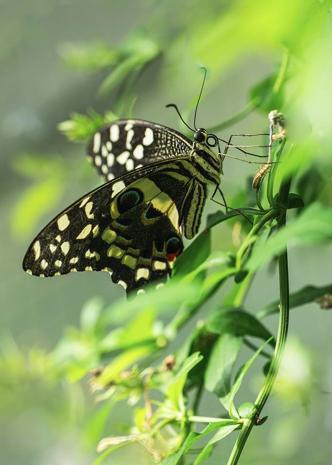 Butterfly on Green Plant
