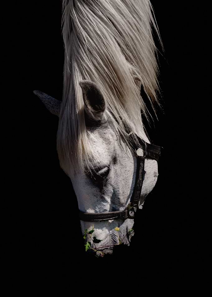White Horse