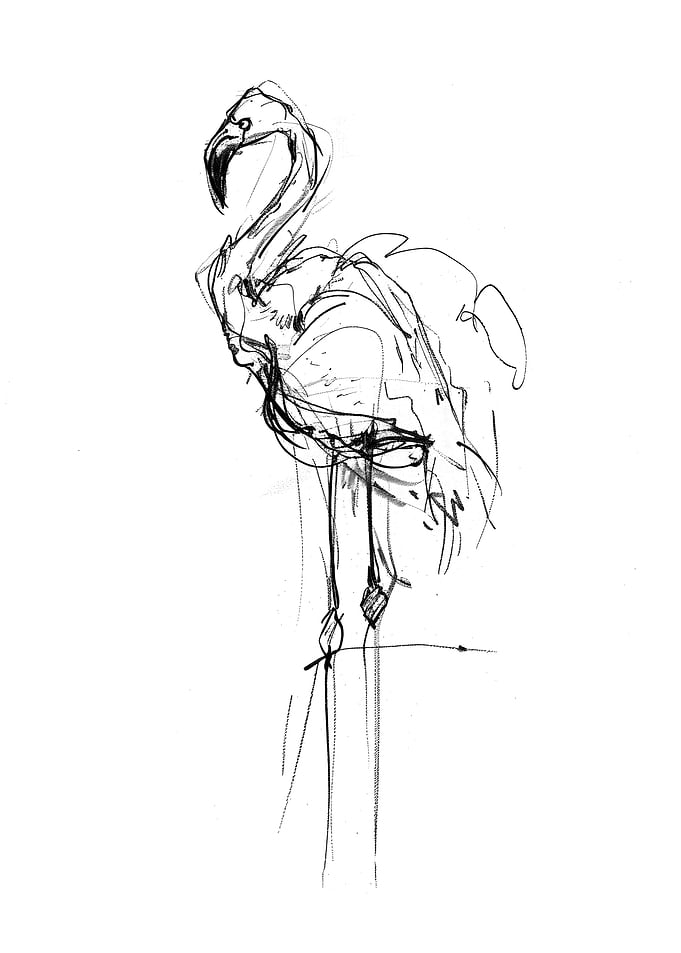 Elegant Flamingo Sketch
