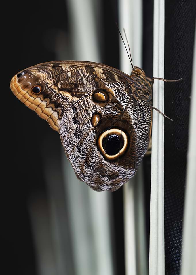 Owl Butterfly Close-Up