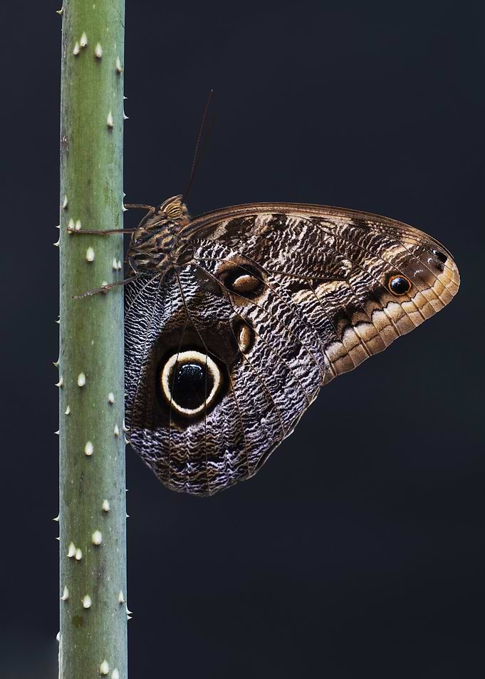Owl Butterfly on Stem