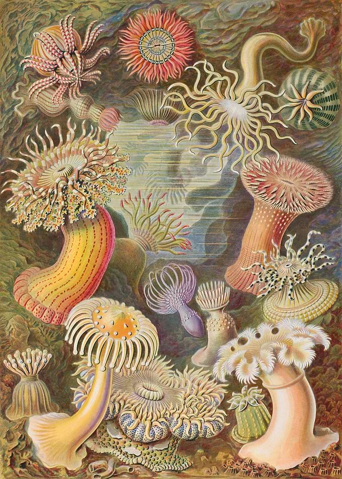 Vintage Sea Anemone Illustration