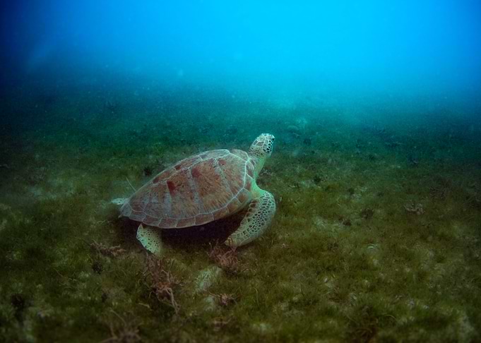 Sea Turtle Underwater - USVI