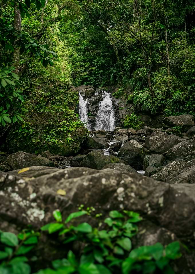 Waterfall in Lush Green Forest