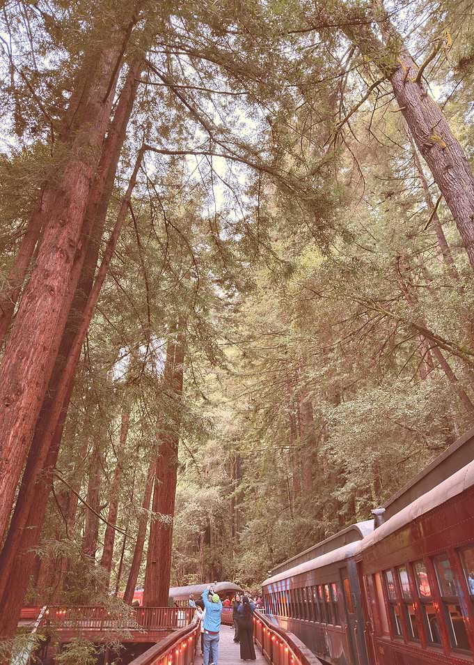 Train in Redwood Forest, California