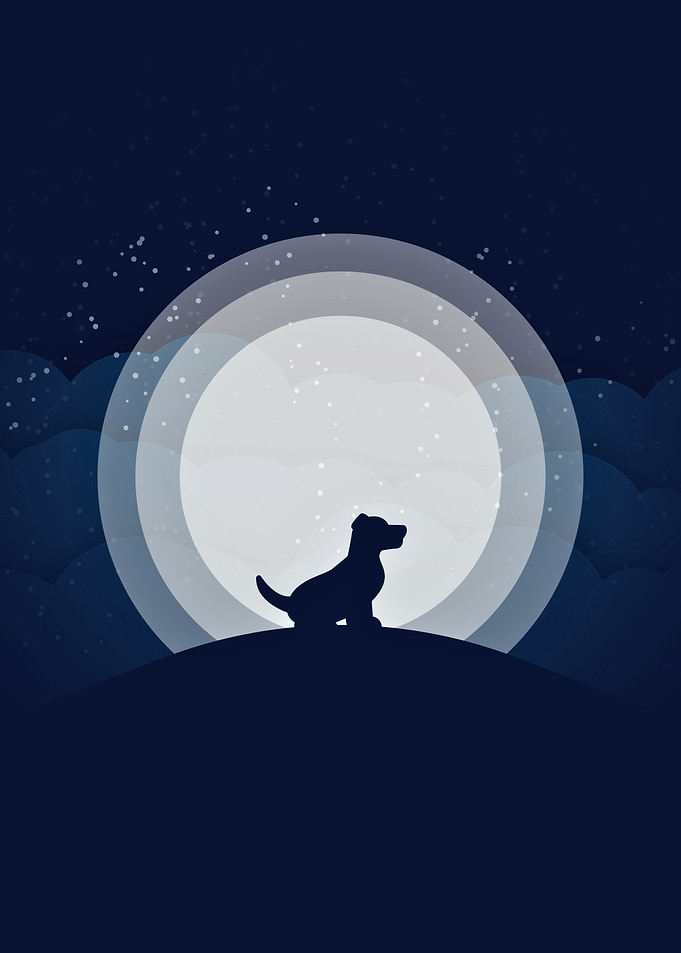 Dog Silhouette Moonlit Night Illustration