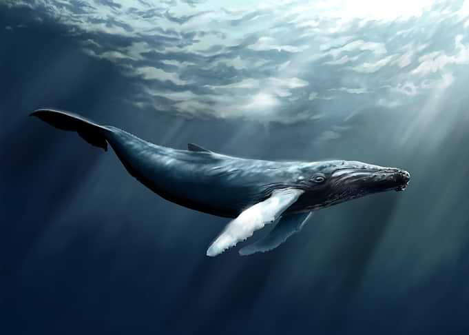 Humpback Whale Underwater