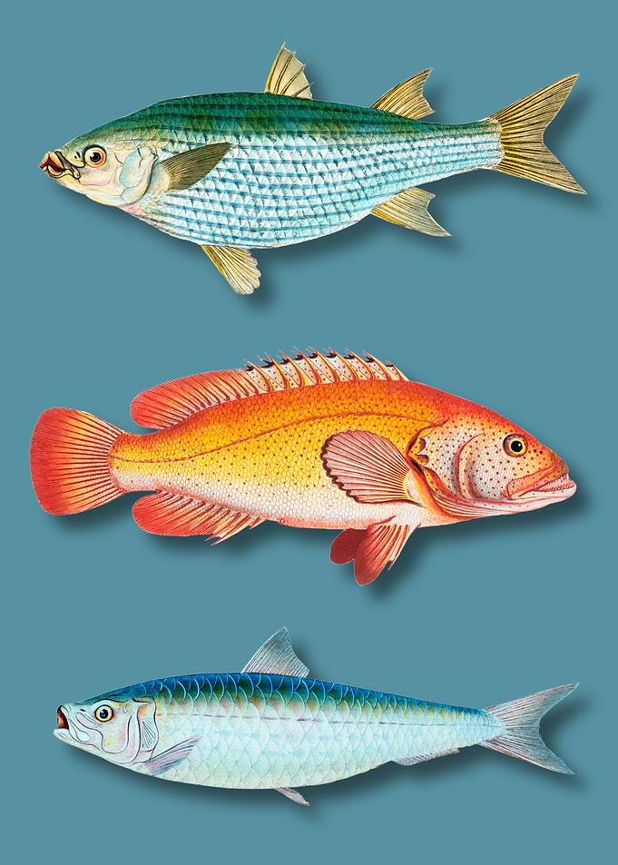 Vintage Fish Illustration on Blue Background