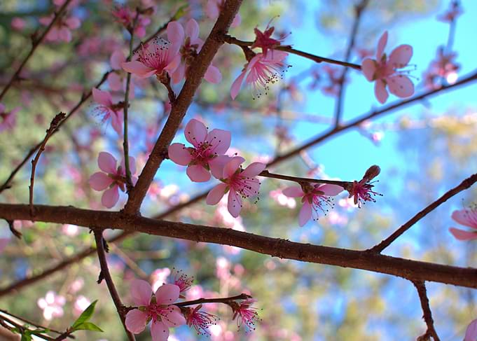Pink blossoms on tree branches