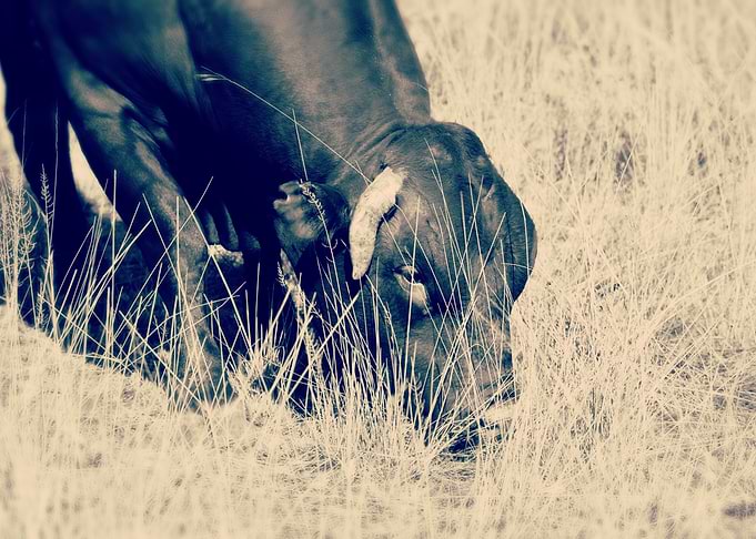 Cow Grazing in Field, Sepia Tone