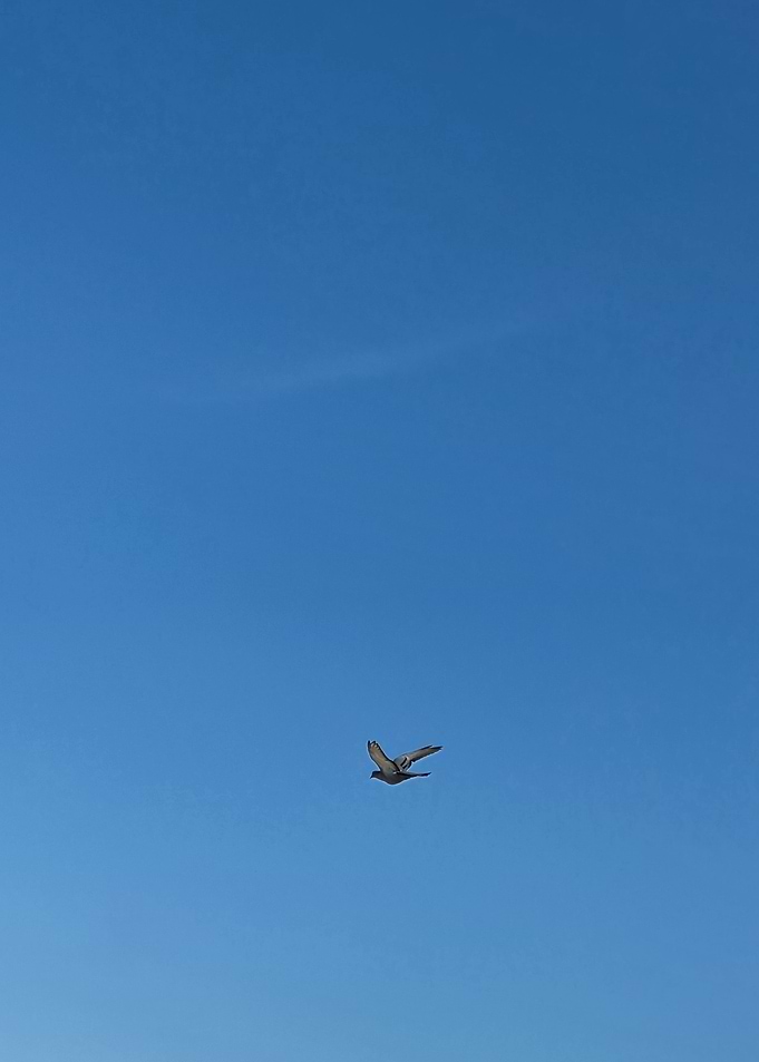 Bird Flying in a Blue Sky
