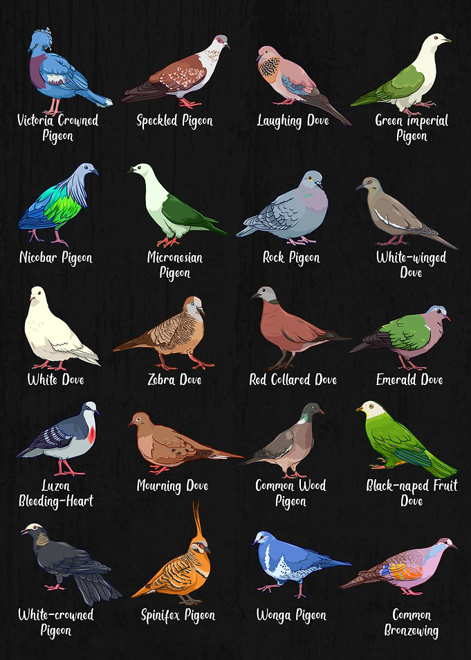 Pigeon and Dove Species