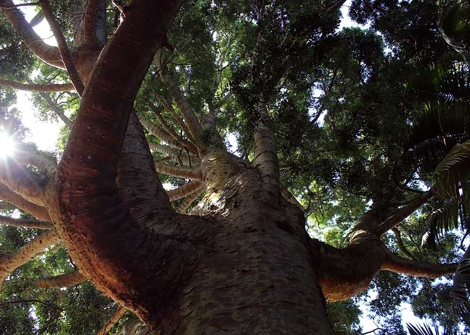 Big old tree