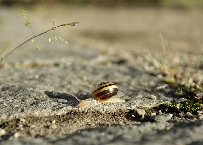 Snail on Stone Path
