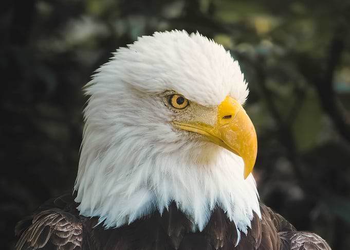 Majestic Bald Eagle Portrait