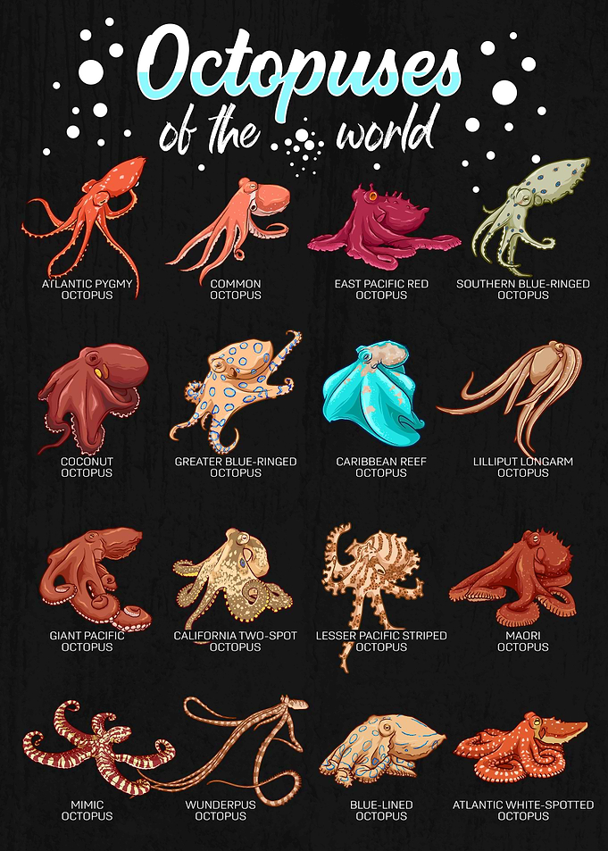 Octopuses of the World